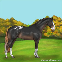 Horse Color:Liver Chestnut Sabino Splash Appaloosa 