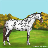 Horse Color:Liver Red Roan Sabino Appaloosa 
