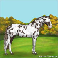 Horse Color:Liver Chestnut Sabino Splash Tobiano Appaloosa 