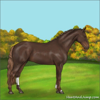 Horse Color:Liver Chestnut 