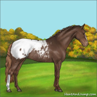 Horse Color:Liver Chestnut Appaloosa Rabicano 