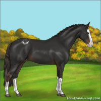 Horse Color:Liver Chestnut Splash Varnish