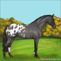 Horse Color:Liver Red Roan Appaloosa