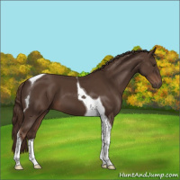 Horse Color:Liver Chestnut Tobiano 