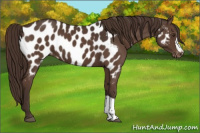 Horse Color:Liver Chestnut Near Leopard 