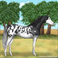 Horse Color:Blue Roan Splash Appaloosa 