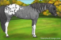 Horse Color:Blue Roan Appaloosa