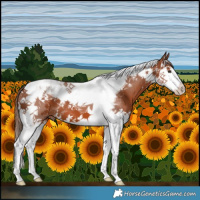 Horse Color:Chestnut Splash Tobiano