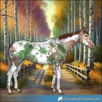 Horse Color:Chestnut Ice Splash Tobiano 