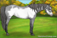 Horse Color:Blue Roan Frame Appaloosa 