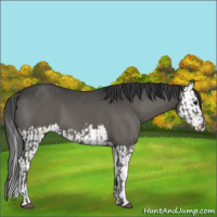 Horse Color:Grullo  and Grullo Splash 