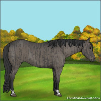 Horse Color:Grullo and Grullo
