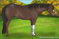 Horse Color:Liver Chestnut 