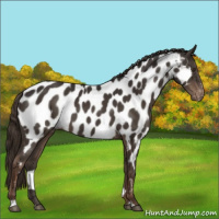 Horse Color:Liver Chestnut Sabino Appaloosa Rabicano 