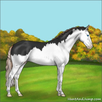 Horse Color:Liver Chestnut Splash 