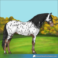Horse Color:Liver Chestnut Appaloosa 