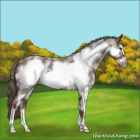Horse Color:White Spotted Liver Red Roan Frame 