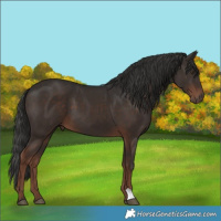 Horse Color:Liver Chestnut 
