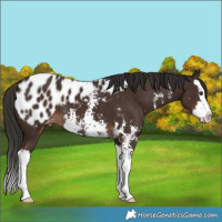 Horse Color:Liver Chestnut Sabino Splash Appaloosa 