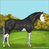 Horse Color:Liver Chestnut Splash 