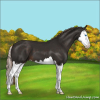 Horse Color:Liver Chestnut Splash 
