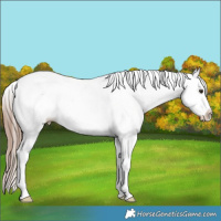 Horse Color:White Spotted Liver Chestnut Splash 