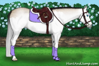 Horse Color:Gray Bay Dun Splash