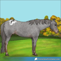 Horse Color:Liver Chestnut Appaloosa 
