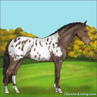 Horse Color:Liver Chestnut Appaloosa 