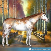 Horse Color:Red Onyx Splash 