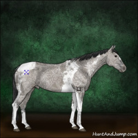Horse Color:Grullo Ice Tobiano