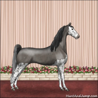 Horse Color:Grullo and Grullo Splash
