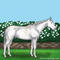 Horse Color:Gray Bay Dun Splash Rabicano 
