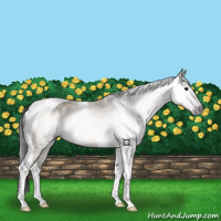 Horse Color:Gray Bay Dun Tobiano
