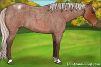 Horse Color:Silver Bay Roan Appaloosa 