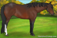 Horse Color:Brown 