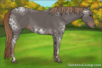 Horse Color:Liver Chestnut Ice