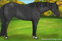 Horse Color:Black 