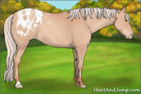 Horse Color:Silver Amber Champagne Sabino Appaloosa