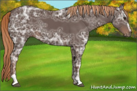 Horse Color:Liver Chestnut Ice Sabino 