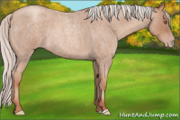 Horse Color:Silver Classic Champagne Roan Rabicano 
