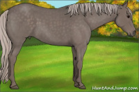 Horse Color:Silver Blue Roan 