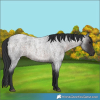 Horse Color:Brown Roan 