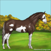 Horse Color:Liver Chestnut Splash Frame Appaloosa 