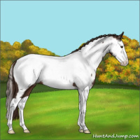 Horse Color:Liver Chestnut Splash Appaloosa 