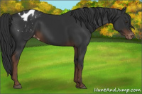 Horse Color:Liver Chestnut Appaloosa 