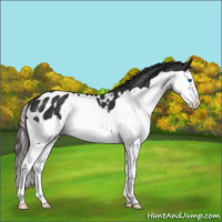 Horse Color:Liver Chestnut Splash Blanket 