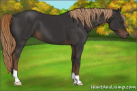 Horse Color:Liver Chestnut 