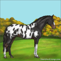 Horse Color:Liver Chestnut Appaloosa 