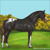 Horse Color:Liver Chestnut Appaloosa 